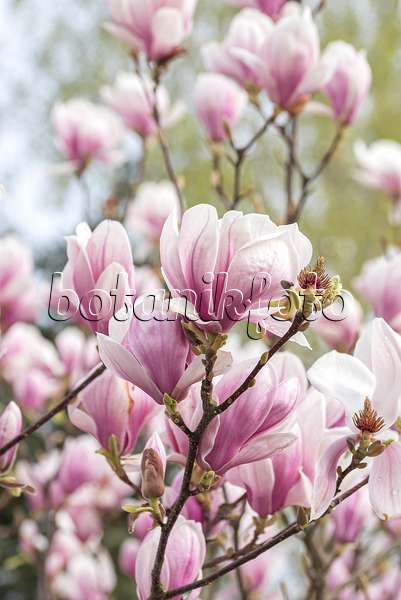 625262 - Lenne's magnolia (Magnolia x soulangiana)