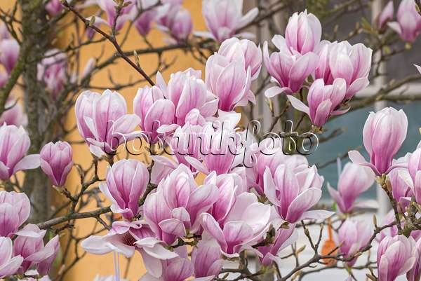 625263 - Lenne's magnolia (Magnolia x soulangiana)