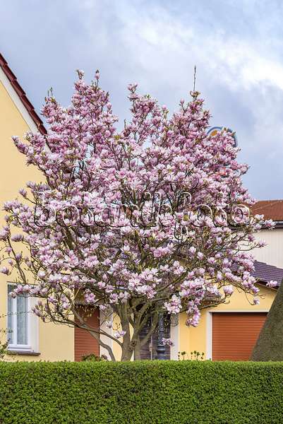 625264 - Lenne's magnolia (Magnolia x soulangiana)