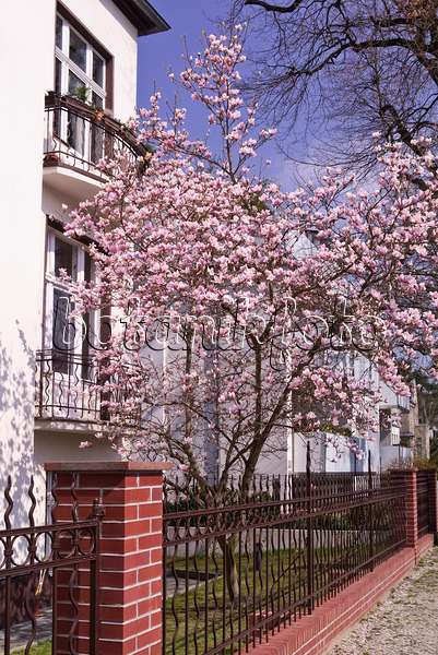 601028 - Lenne's magnolia (Magnolia x soulangiana) in a front garden