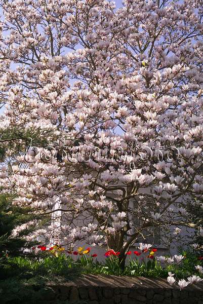 601036 - Lenne's magnolia (Magnolia x soulangiana) and tulips (Tulipa)