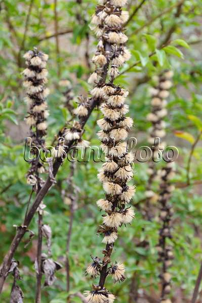 467022 - Leopard plant (Ligularia fischeri)