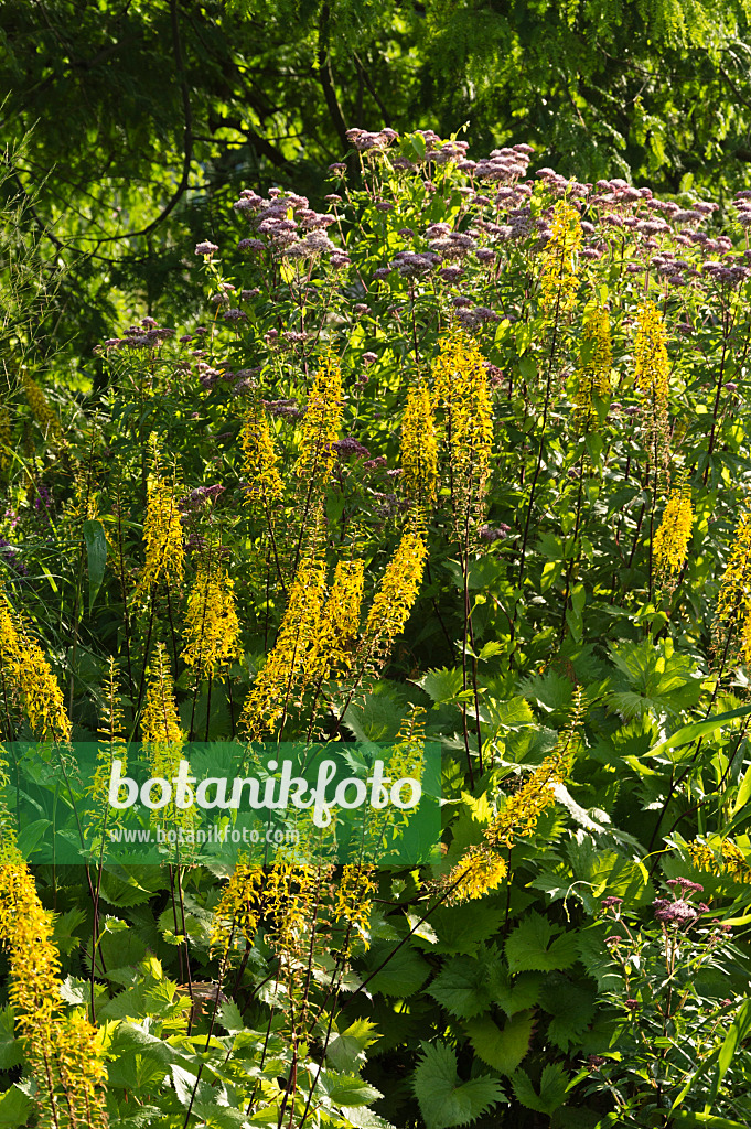 510101 - Leopard plant (Ligularia stenocephala)