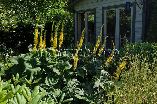570082 - Leopard plants (Ligularia) in front of a garden house
