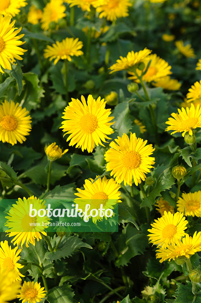 483344 - Leopard's bane (Doronicum orientale 'Goldzwerg')