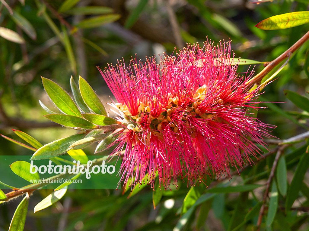 438290 - Lesser bottlebrush (Callistemon phoeniceus)