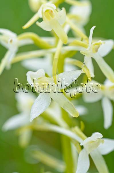 497004 - Lesser butterfly orchid (Platanthera bifolia)