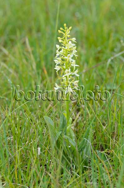 497006 - Lesser butterfly orchid (Platanthera bifolia)