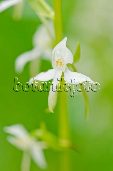 557062 - Lesser butterfly orchid (Platanthera bifolia)