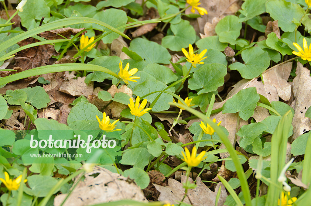 507118 - Lesser celandine (Ficaria verna syn. Ranunculus ficaria) and few flowered leek (Allium paradoxum)