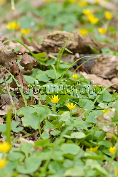 507119 - Lesser celandine (Ficaria verna syn. Ranunculus ficaria)