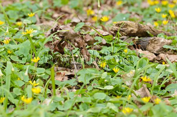 507120 - Lesser celandine (Ficaria verna syn. Ranunculus ficaria) and few flowered leek (Allium paradoxum)