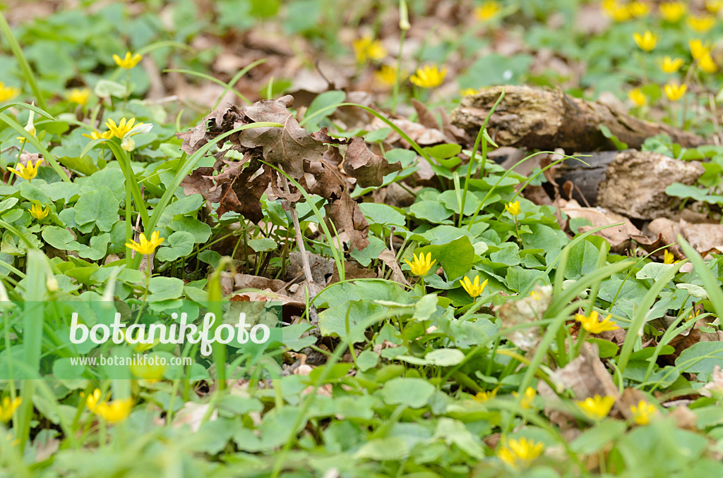 507120 - Lesser celandine (Ficaria verna syn. Ranunculus ficaria) and few flowered leek (Allium paradoxum)