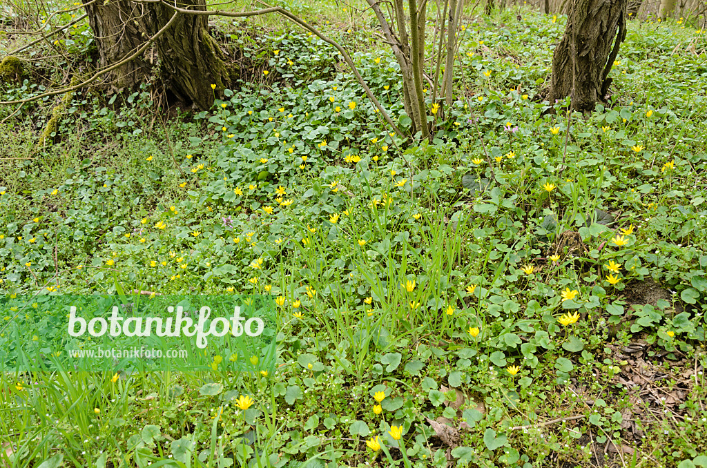 555032 - Lesser celandine (Ficaria verna syn. Ranunculus ficaria)