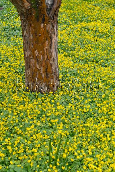 555114 - Lesser celandine (Ficaria verna syn. Ranunculus ficaria)