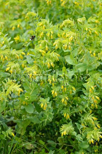 533208 - Lesser honeywort (Cerinthe minor subsp. minor)