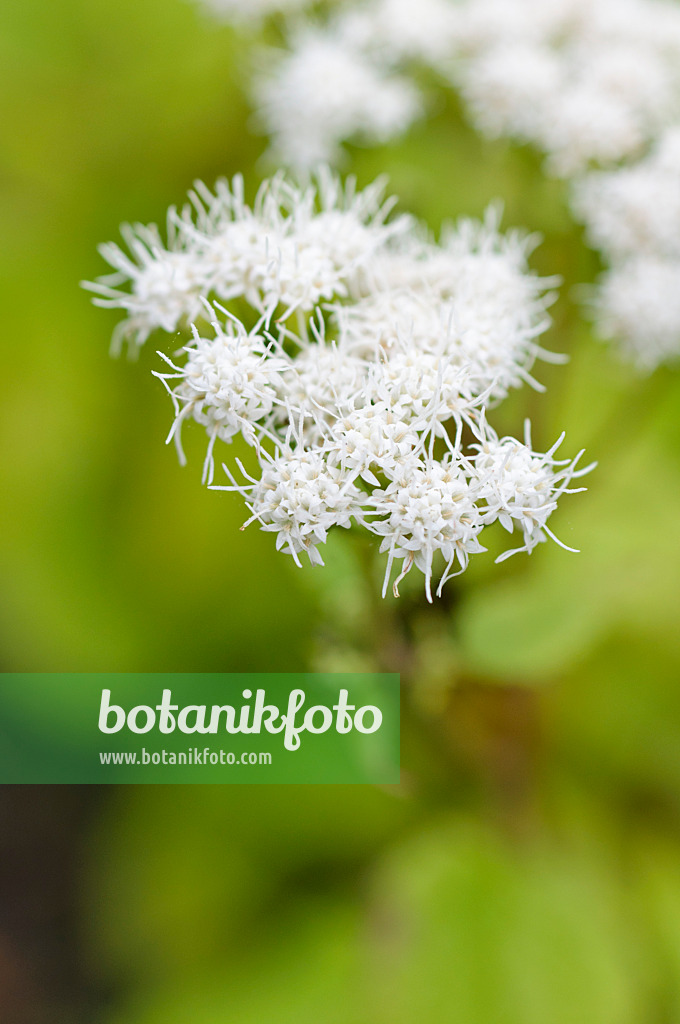 489032 - Lesser snakeroot (Ageratina aromatica syn. Eupatorium aromaticum)