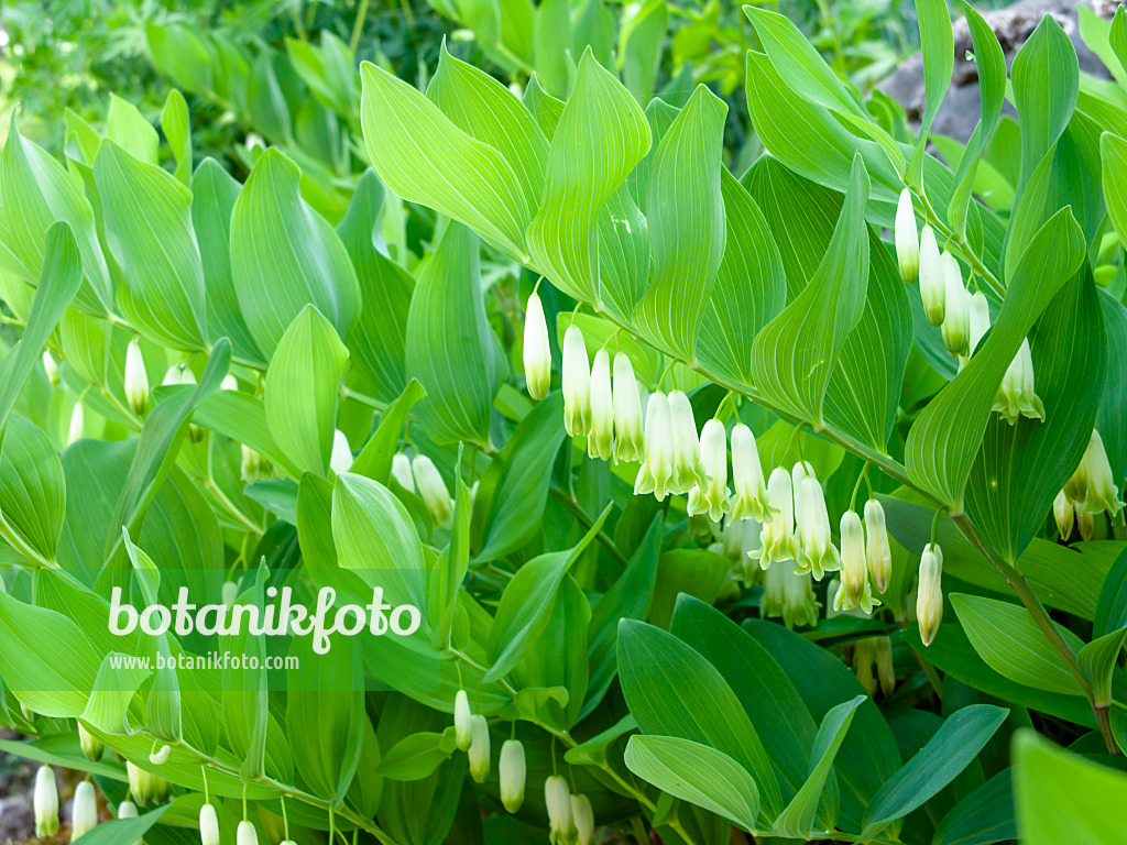 437254 - Lesser Solomon's seal (Polygonatum odoratum)