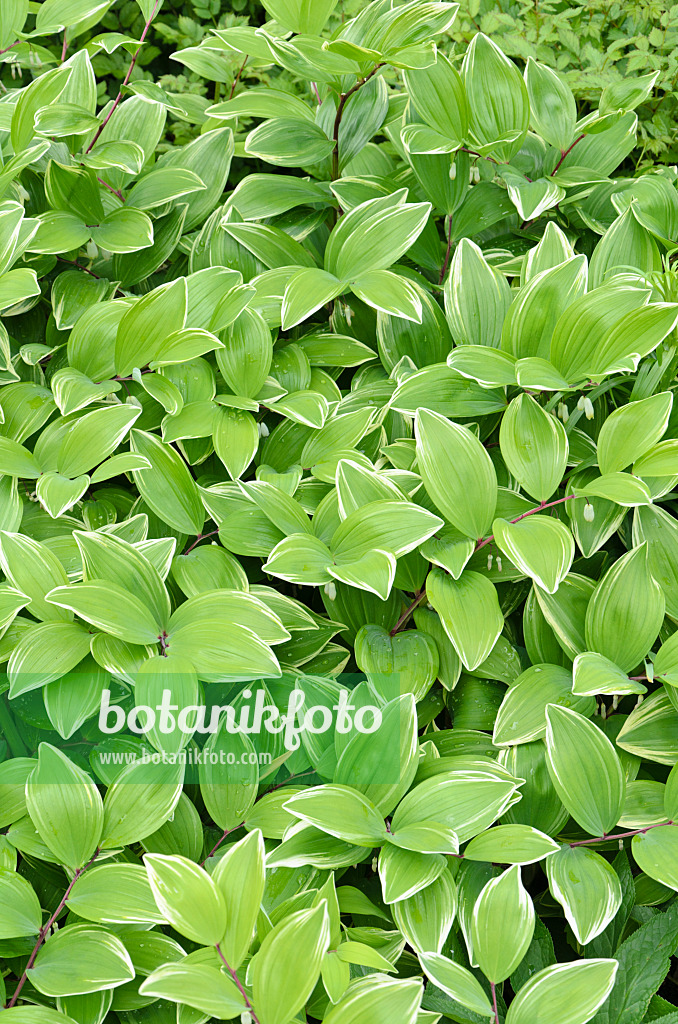 508164 - Lesser Solomon's seal (Polygonatum odoratum var. pluriflorum 'Variegatum')