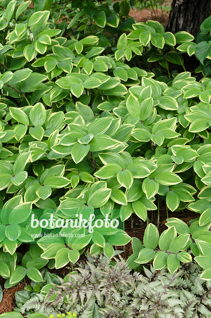 508166 - Lesser Solomon's seal (Polygonatum odoratum var. pluriflorum 'Variegatum')