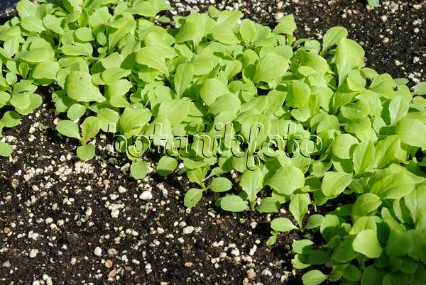 475048 - Lettuce (Lactuca sativa)
