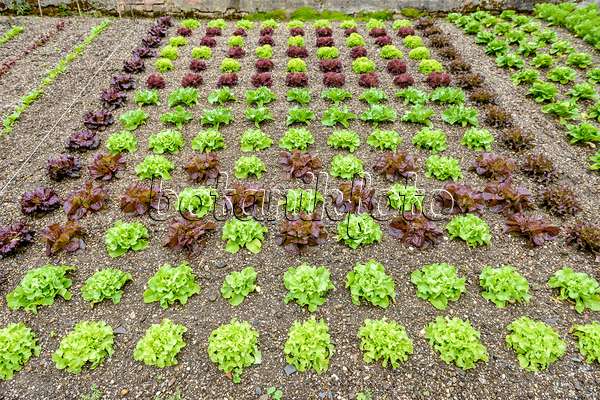 593112 - Lettuce (Lactuca sativa)