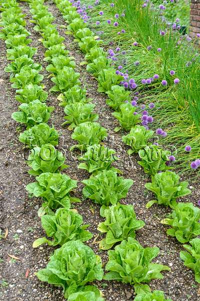 593113 - Lettuce (Lactuca sativa)