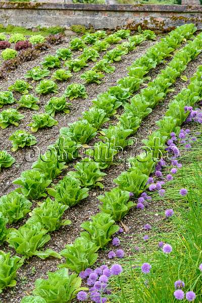 593114 - Lettuce (Lactuca sativa)