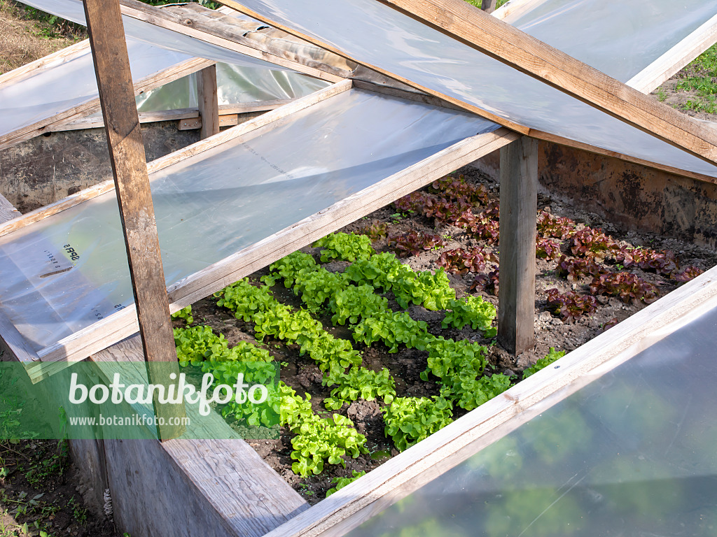 490019 - Lettuce (Lactuca sativa) in a cold frame