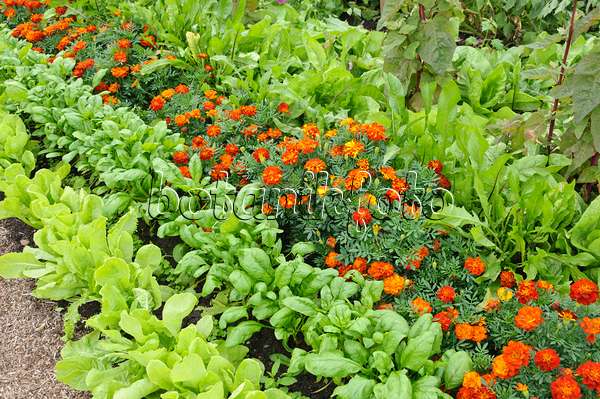 487257 - Lettuce (Lactuca sativa) and marigolds (Tagetes)