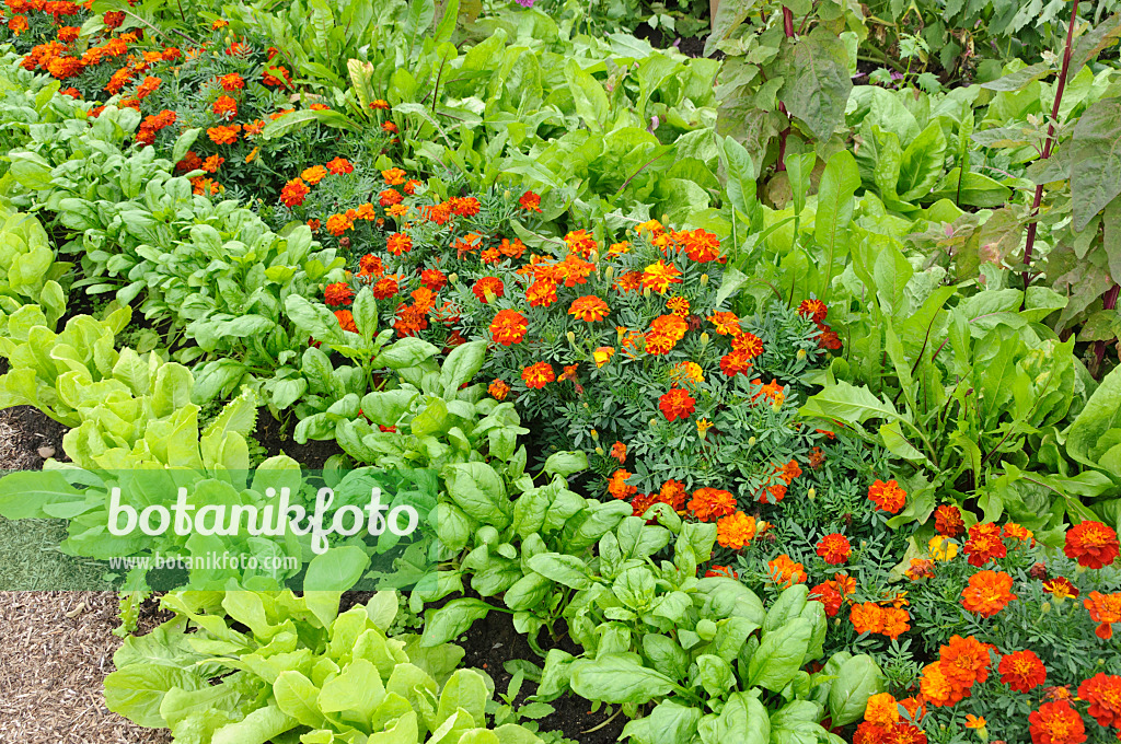 487257 - Lettuce (Lactuca sativa) and marigolds (Tagetes)