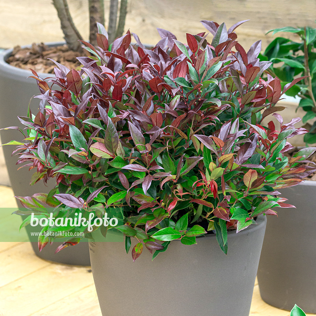 625247 - Leucothoe keiskei 'Royal Ruby'