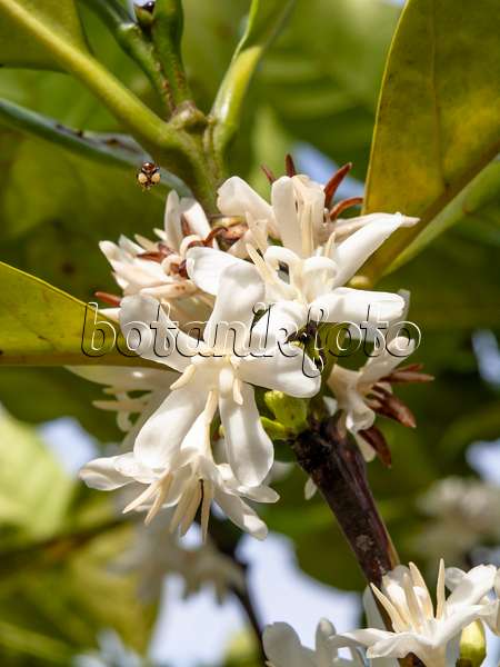 434071 - Liberian coffee (Coffea liberica var. dewevrei syn. Coffea excelsa)