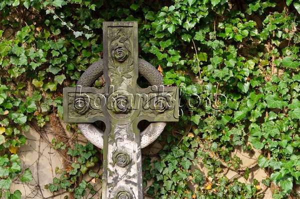 466041 - Lierre grimpant (Hedera helix) et croix funéraire devant un mur