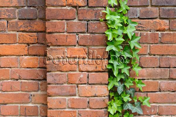 472207 - Lierre grimpant (Hedera helix) devant un mur en brique