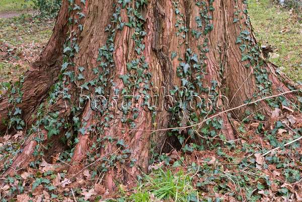 578017 - Lierre grimpant (Hedera helix) et séquoïa de Chine (Metasequoia glyptostroboides)