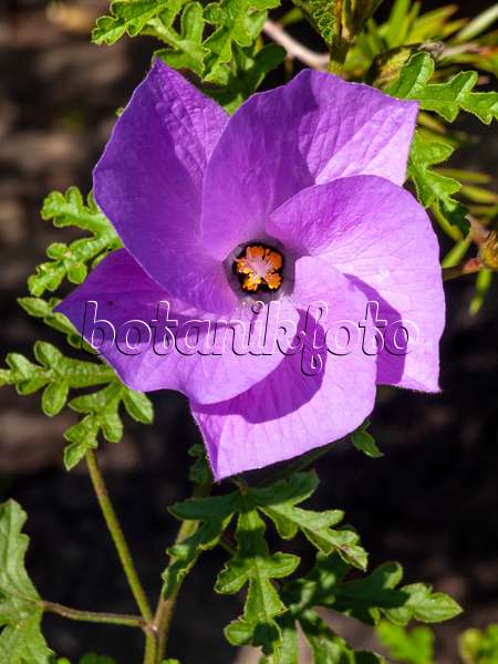 428221 - Lilac hibiscus (Alyogyne huegelii)