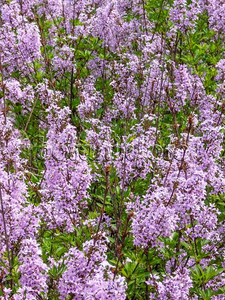 413006 - Lilac (Syringa protolaciniata 'Kabul')