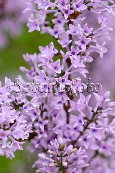 520075 - Lilac (Syringa protolaciniata 'Kabul')