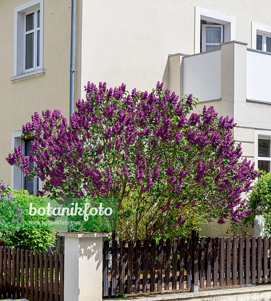 607216 - Lilas commun (Syringa vulgaris 'Andenken an Ludwig Späth')