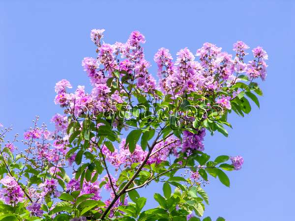 434255 - Lilas des Indes (Lagerstroemia)