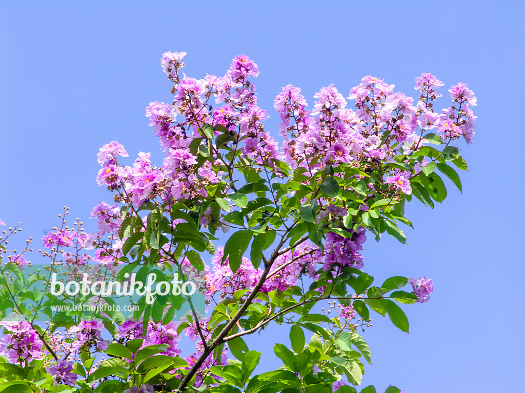 434255 - Lilas des Indes (Lagerstroemia)