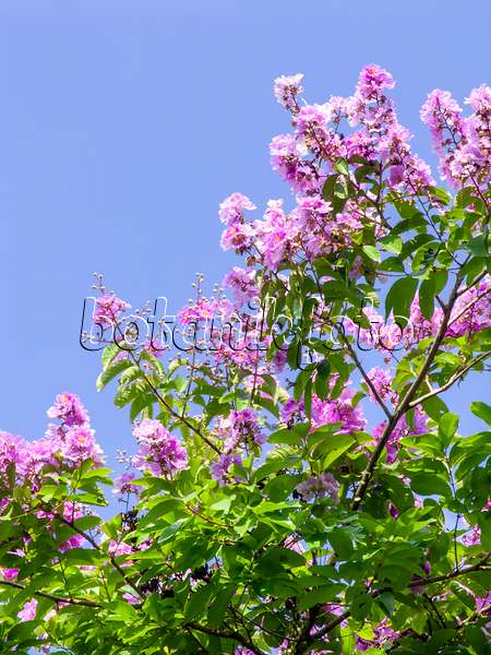 434256 - Lilas des Indes (Lagerstroemia)