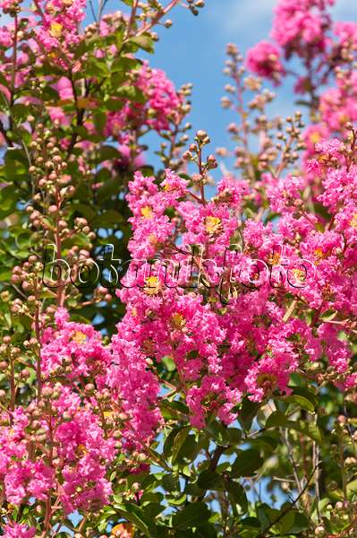 511145 - Lilas des Indes (Lagerstroemia indica)
