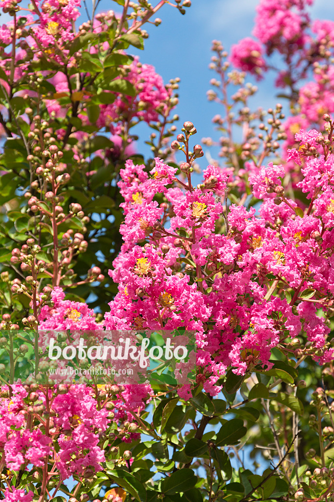 511145 - Lilas des Indes (Lagerstroemia indica)