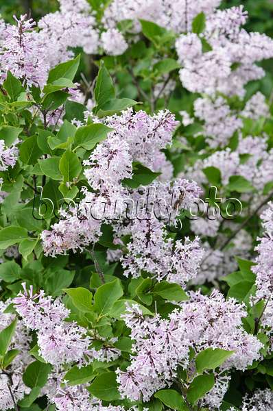 508188 - Lilas (Syringa pubescens subsp. patula 'Miss Kim')