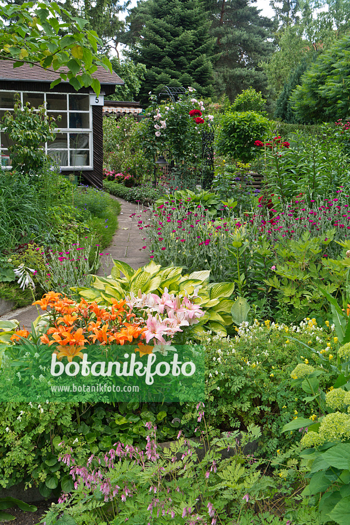 534250 - Lilies (Lilium), plantain lilies (Hosta) and crown pink (Lychnis coronaria syn. Silene coronaria)