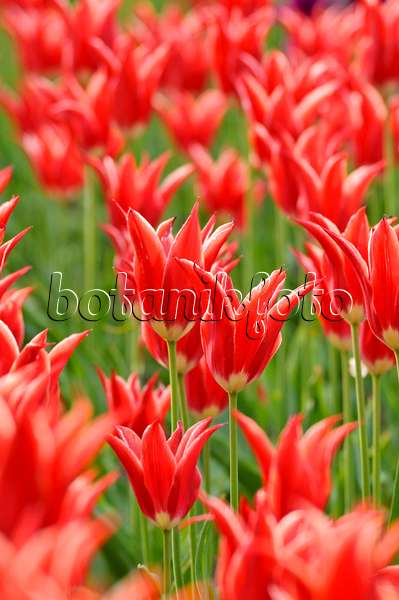 471321 - Lily-flowered tulip (Tulipa Aladdin)