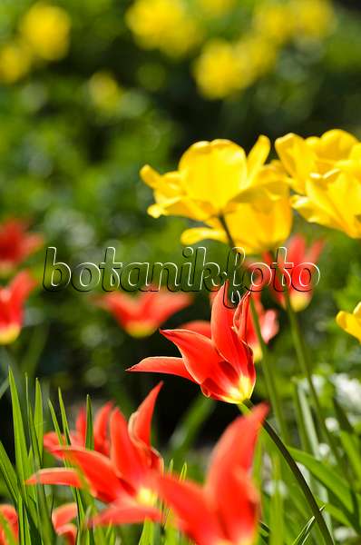 495225 - Lily-flowered tulip (Tulipa Aladdin)