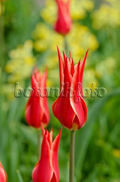520005 - Lily-flowered tulip (Tulipa Aladdin)